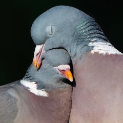 Reflections Vol 106: Doves