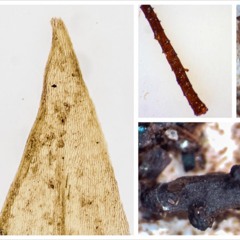 Under A Mile Of Ice, A Climate Clue
