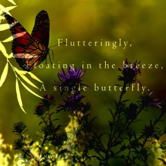 I hope she lands on me [naviarhaiku350]