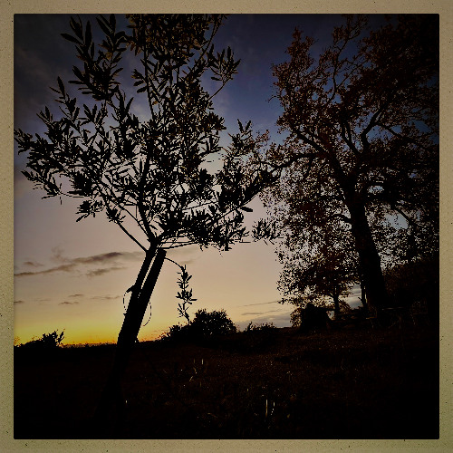 Aci la seuva tornarà_// Thème principal de la BO du documentaire "Ici, la Forêt reviendra" d'Alexandre Cartigny_// Matèu et Thomas Baudoin