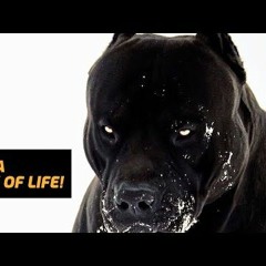 I AM A DOG - Bodybuilding Lifestyle Motivation MAKAVELI*MOTIVATION