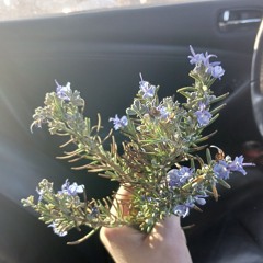 UGLY Ambrosial Ethereality