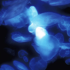 quiet blue world
