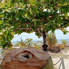 bipiIslandtropical 🏝️✌🏿