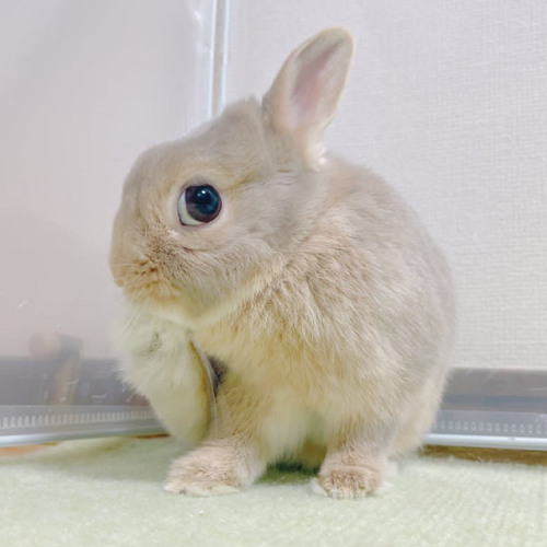 Montagem Astra Mirabilis (ULTRA SLOWED)