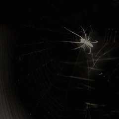 Зайка Шнуфель - Тусовка Зайцев (slower + bassboost)