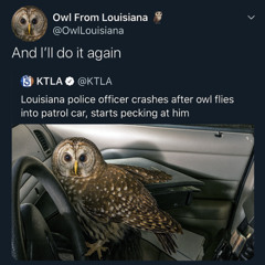 Owl From Louisiana