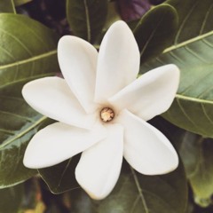 Floraison #1
