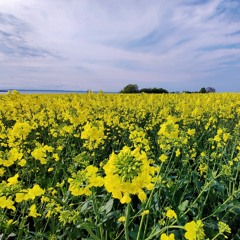 Giv Mig Små Problemer