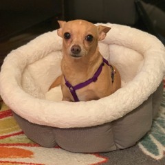 Entombed - Supposed To Rot [Cover]