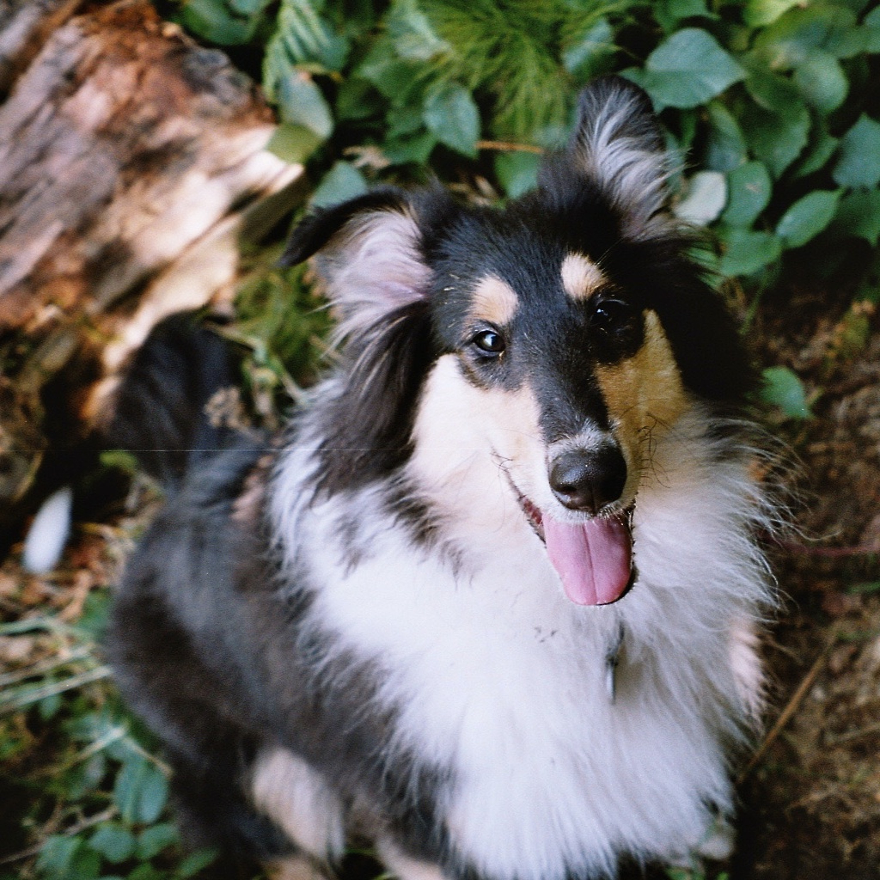 Quattro Stagioni 103 - Quanto Ci Costano I Nostri Animali?!