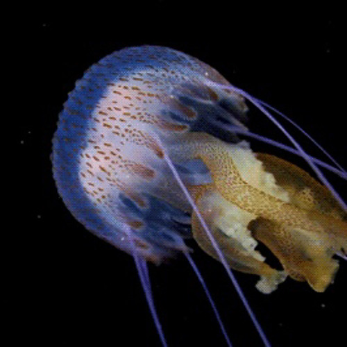 hell of a ride [slowed]