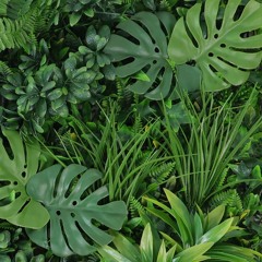 plant growth music