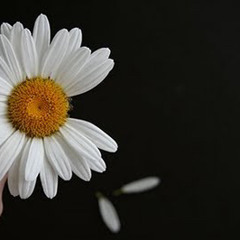 Love Me Not-Bishopp (Produced by Dyce9Feva)