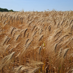 Golden Summer Fields