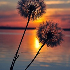 Damian Rosko - The Crazy Ones