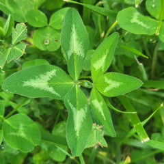 Cloverleaf