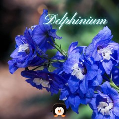Delphinium