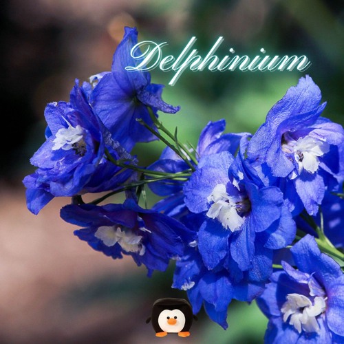 Delphinium