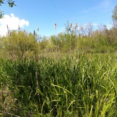 Springtime Wetland: Birds and Frogs