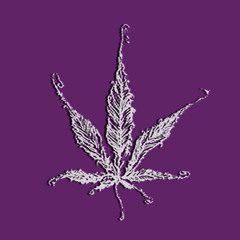 PFK THC