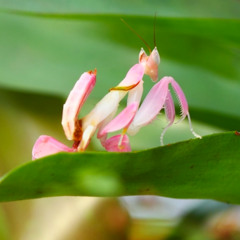 Attalia