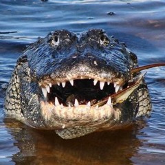 ALLIGATOR extract mix 1/2/3 - Joseph meet Lucas stx EP1
