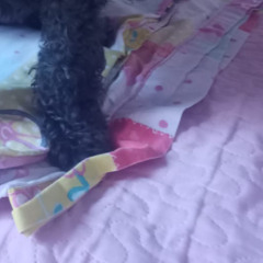 i am coming back,just let me die (lyrics in description) (snippet)