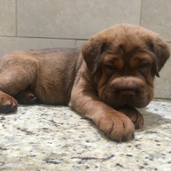 Its a dog eat dog world out there