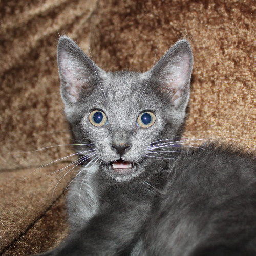 club banger just in tis place trying to figure out te mysteries odf deaep sapcee