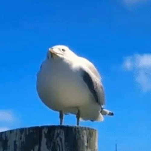 you're a seagull at the beach and you just stole someones french fry