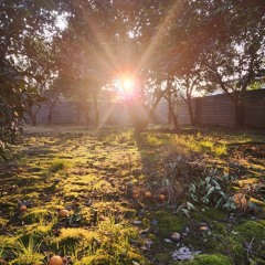 نمویی-فولک مازندرانی-mazani folk.m4a