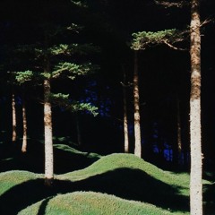 I’m Found in the trees