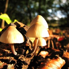 Mushroom lady