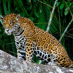 Ashes | In the Jungle