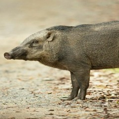 Wild Pigs Expanding And Destroying The Mother Earth