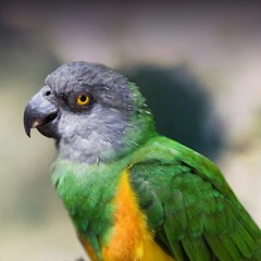 Senegal Parrot Sounds - Exotic Wings & Pet Things