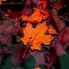 Elegance Becomes Her