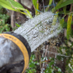 Hear Water- Orchid watering