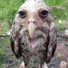 wet owl the song