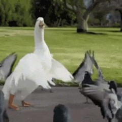 Flyt Dig