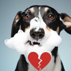 Heartbreak Rabies