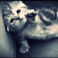 blown out pussy girls be lying about they sex life (niko)