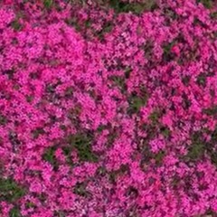 cascades