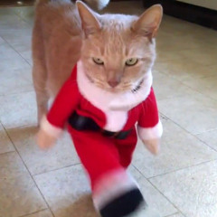 Rockin Around the Christmas Tree