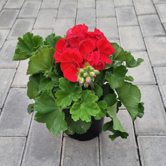Geranium