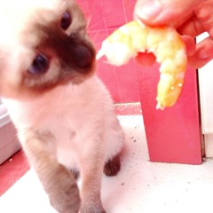 VIRGINIA // WOOLF (prod. aggain)