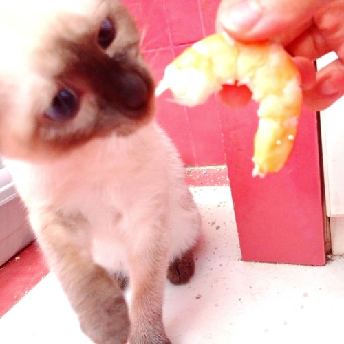 VIRGINIA // WOOLF (prod. aggain)