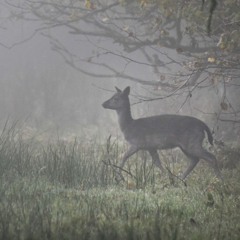 Fallow Deer Bark and Bleating