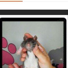 1 2 3 4 its the Rat's song  ?